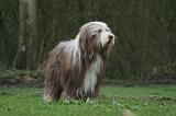 BEARDED COLLIE 304